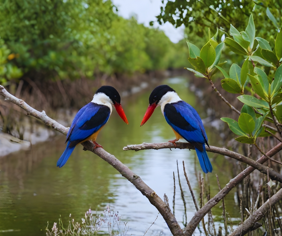 Black-capped Kingfisher