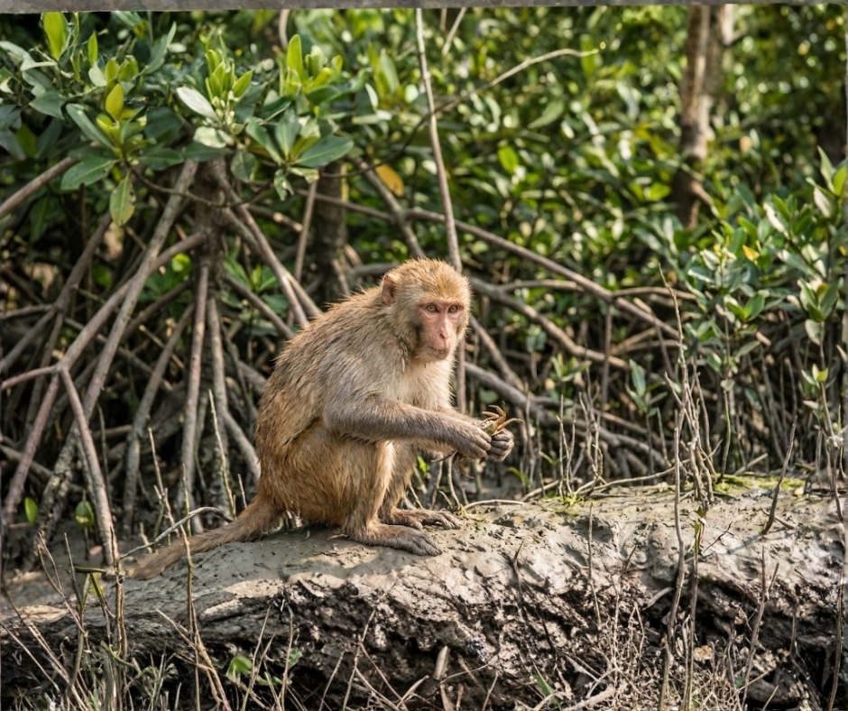 Rhesus Macaque