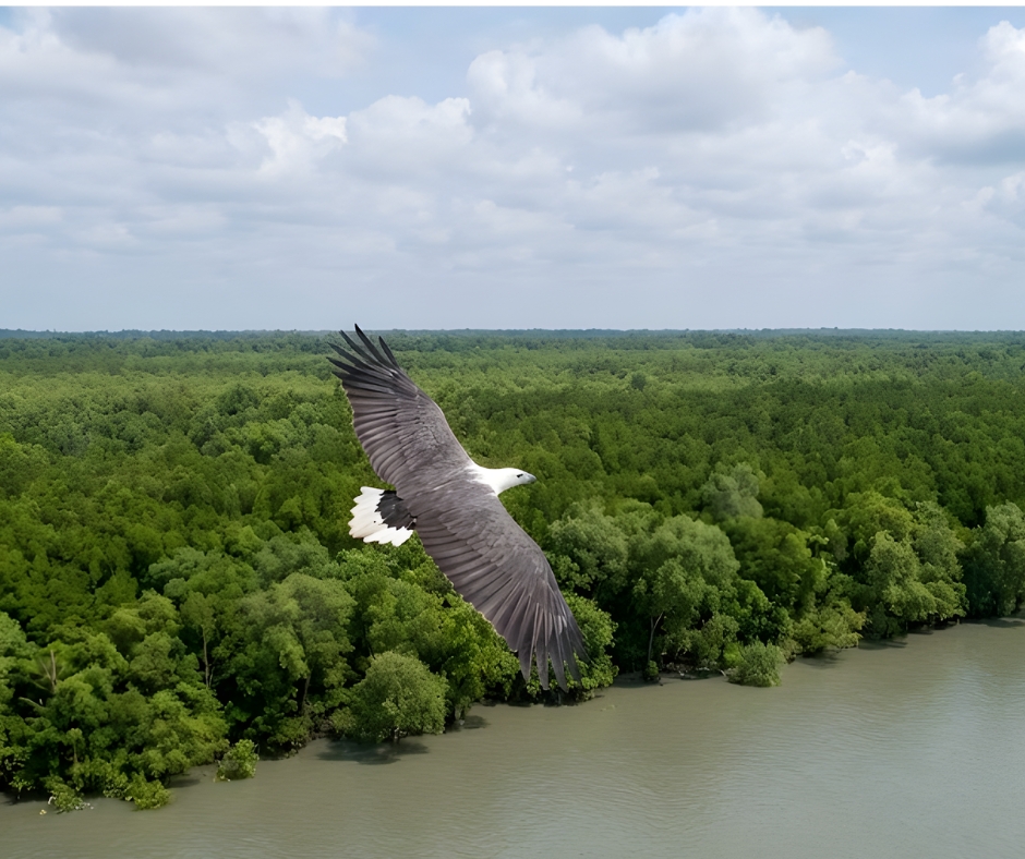 White-Bellied Sea Eagle