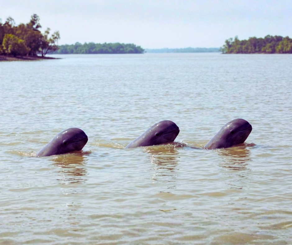 Irrawaddy Dolphin
